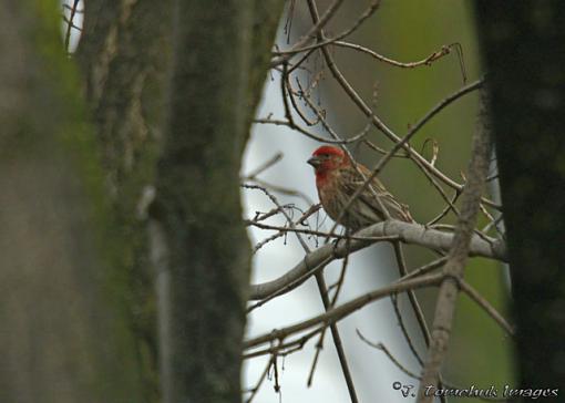 little guys from the backyard-house-finch.jpg