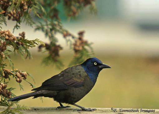 little guys from the backyard-grackle-01.jpg