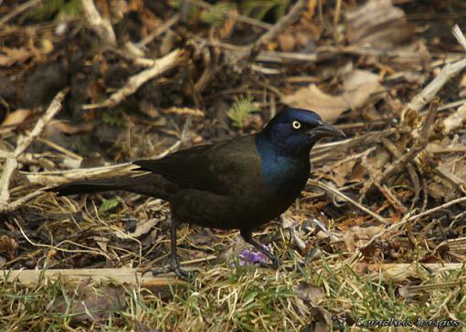 little guys from the backyard-grackle-02.jpg