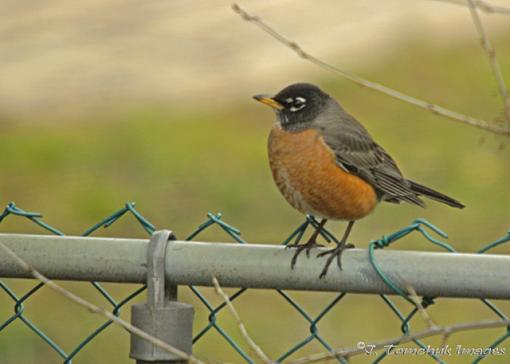 little guys from the backyard-robin-01.jpg