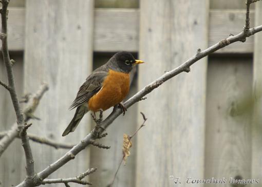 little guys from the backyard-robin-02.jpg