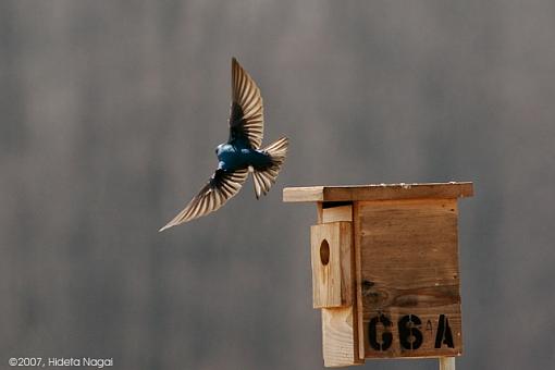 Challenging Subject done Easy-03-25-07-t-swallow-birdboxes-1.jpg