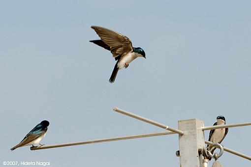 Challenging Subject done Easy-03-25-07-t-swallow-birdboxes-3.jpg