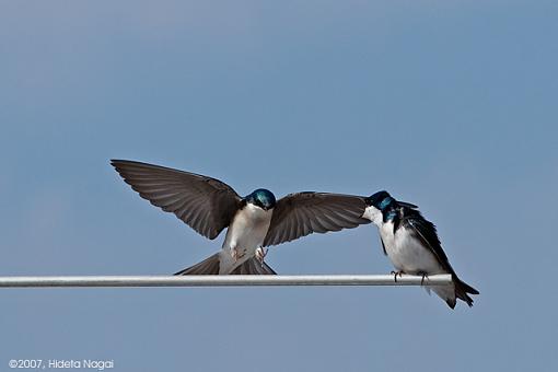 Challenging Subject done Easy-03-25-07-t-swallow-birdboxes-5.jpg