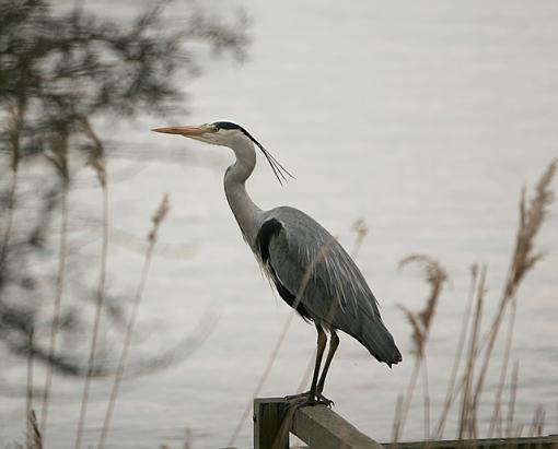 The Heronry-forum-1.jpg