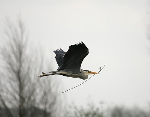 The Heronry-forum-3.jpg