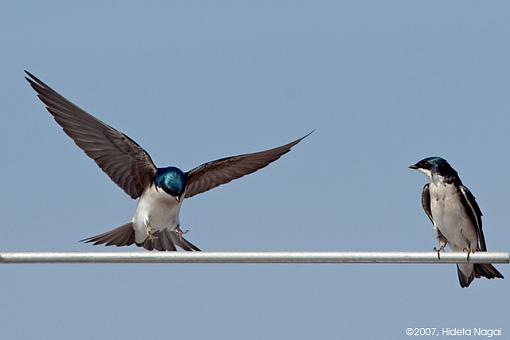 Challenging Subject done Easy-03-25-07-t-swallow-birdboxes-4a.jpg