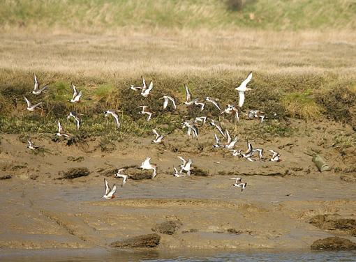 Curlews-forum-2.jpg