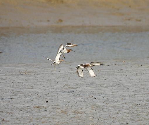 Curlews-forum-3.jpg