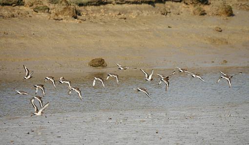 Curlews-forum-4.jpg