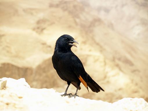 Israeli bird on top of Mount Masada-p3183536.jpg