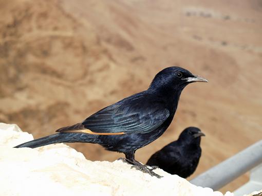 Israeli bird on top of Mount Masada-p3183533.jpg