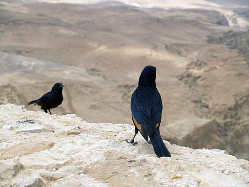 Israeli bird on top of Mount Masada-p3183532.jpg