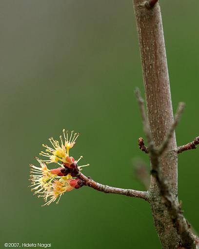 Various from this Week-03-26-07-tree-blossum-2.jpg