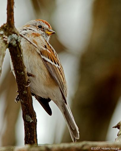 Just Sparrows-03-26-07-sparrows-1.jpg