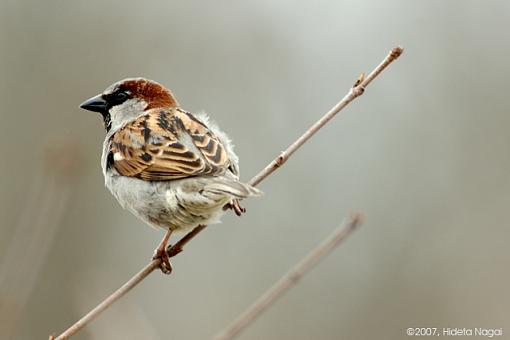 Just Sparrows-03-26-07-sparrows-4.jpg