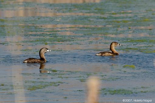 Various from this Week-03-29-07-pied-billed-grebe.jpg