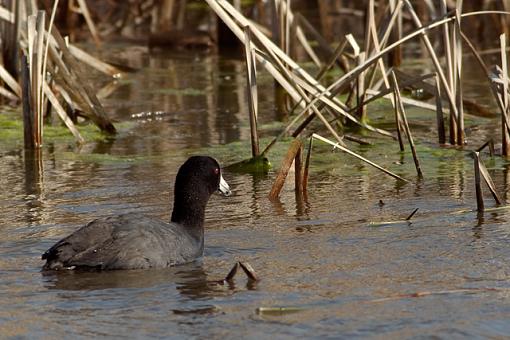 Various from this Week-03-29-07-coot-2.jpg