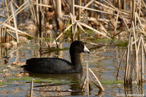 Various from this Week-03-29-07-coot.jpg