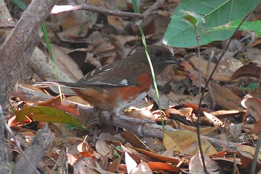 Early Spring 07 Bird ID Thread-pb.jpg