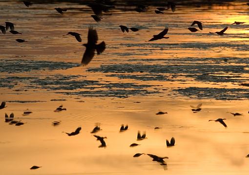 Red-Winged Blackbirds-03-30-07-rwb-flock.jpg