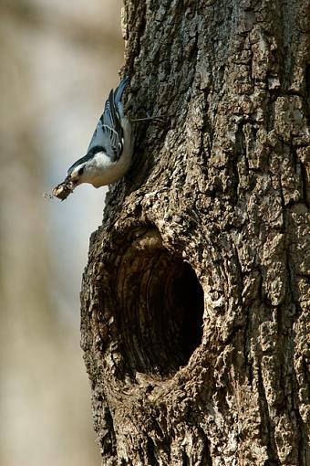 Various from this Week-03-30-07-nuthatch.jpg