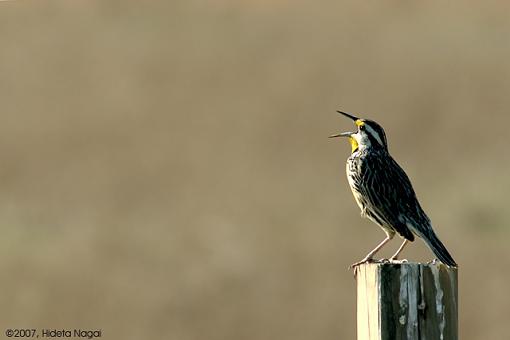 Various from this Week-03-30-07-meadowlark.jpg