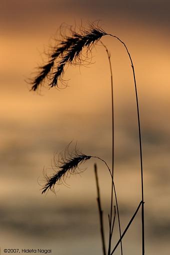 Various from this Week-03-30-07-weeds-sunset.jpg