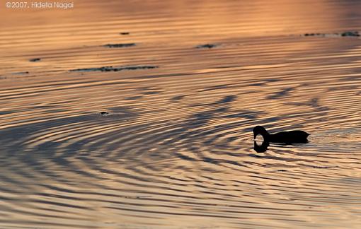 Various from this Week-03-30-07-coot-sunset.jpg