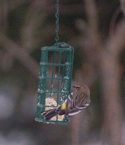 Early Spring 07 Bird ID Thread-yellow-rumped-warbler.jpg