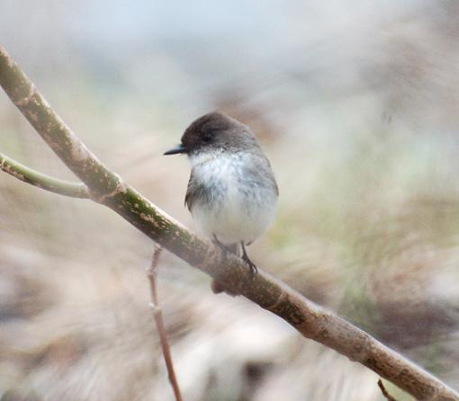 Early Spring 07 Bird ID Thread-eastern-phoebe.jpg