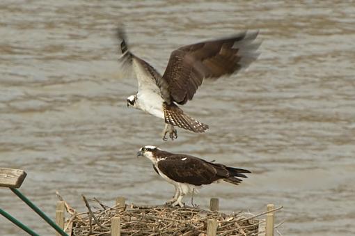 Osprey-dsc_0111_web.jpg