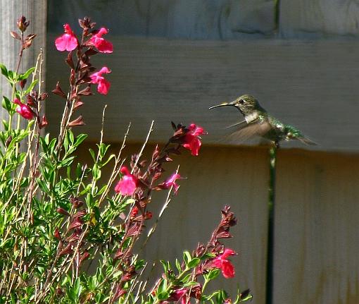 Garden Visitor-9098pr.jpg