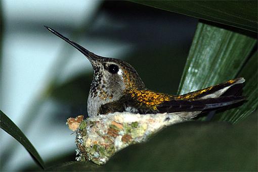 Early Spring 07 Bird ID Thread-nestinghummer.jpg