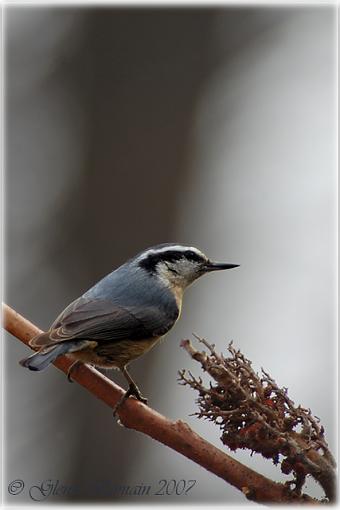 Dark Eyed Junco and another Nuthatch-red-breasted-nuthatch-web-6.jpg