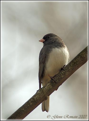 Dark Eyed Junco and another Nuthatch-dark-eyed-junco.jpg