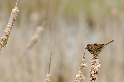 Just Sparrows-04-06-07-sparrow.jpg