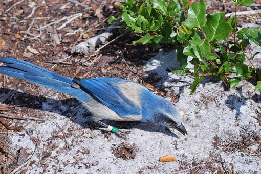 Florida scrub jay-scrub-jay-ground-best.jpg