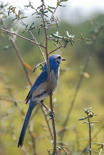 Florida scrub jay-scrubjay-twig.jpg