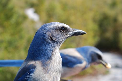 Florida scrub jay-scrub-jay-up-close-far-2.2v-best.jpg