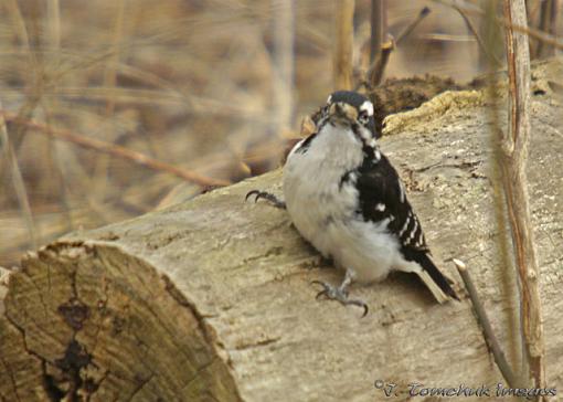 Sunday morning walk in the woods-downy-wp-04.jpg