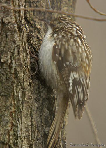 Early Spring 07 Bird ID Thread-unknown-01.jpg