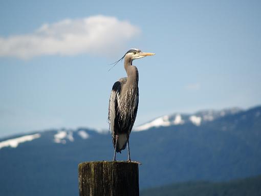 Great Blue Heron-barnett-marine-park-007.jpg