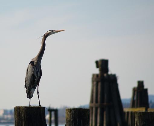 Great Blue Heron-barnett-marine-park-021.jpg