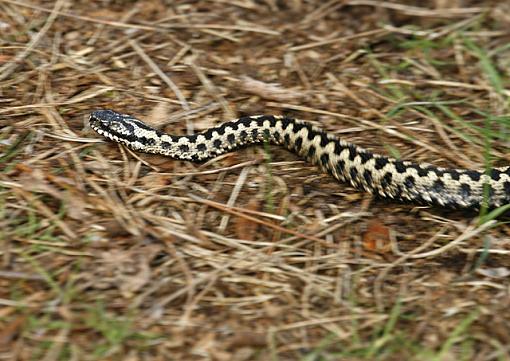 The Adder.-forum-2.jpg