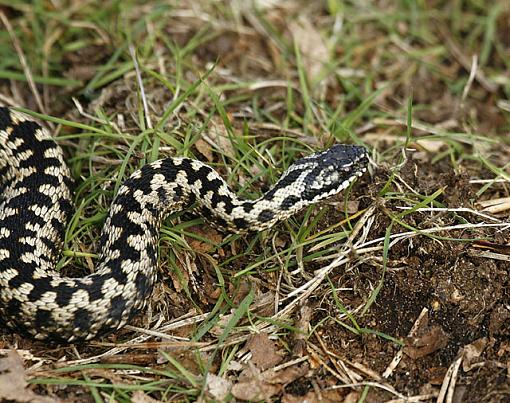 The Adder.-forum-3.jpg