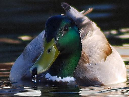 Quack-sharp-duck_z.jpg