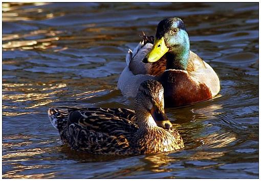 Quack-golden-pond.jpg