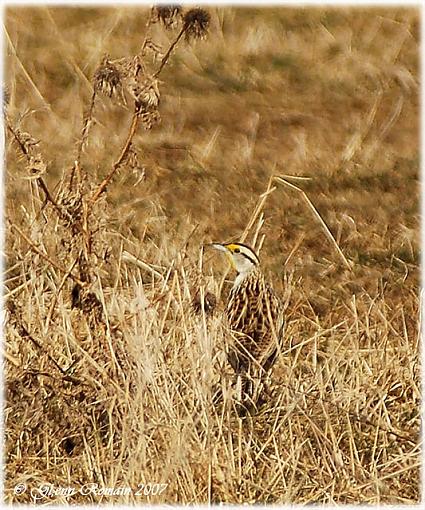 Heavyly cropped Meadowlark-eastern-meadowlark.jpg