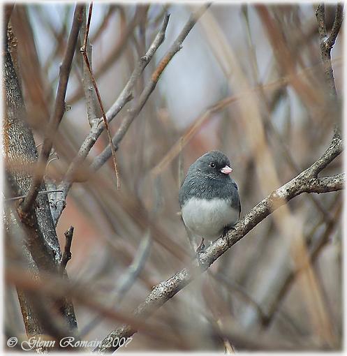 Another Dark Eye Junco and a Goldfinch.-dark-eyed-junco3.jpg